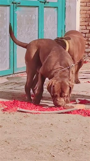 Dog Ability Training## 2