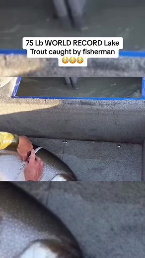 Fishing videos! on TikTok