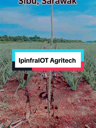 Ipinfra IoT Completes Smart Farming IoT Installation for Pineapple Farm in Sibu, Sarawak, in Collaboration with Local Farmers for 100 ecra farm. In a groundbreaking initiative to revolutionize pineapple farming in Sibu, Sarawak, Ipinfra IoT has completed the installation of an advanced smart farming IoT monitoring system. This collaborative effort with local farmers aims to transform traditional agriculture by leveraging cutting-edge IoT technology to boost productivity, sustainability, and prof