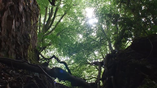 Oscar-nominated Shakespeare expert brutally disses ‘Hamnet’