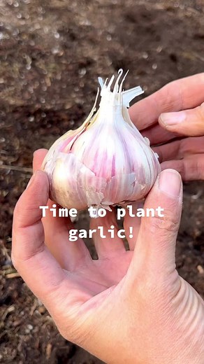 Planting over 200 cloves of garlic and @Power Planter planting auger always comes is handy! I used VermisTerra worm castings to add nutrients and beneficial microbes in the soil. ✅ Consider planting varieties that are adapted to your climate. Hard neck: cool/cold regions and soft neck garlic for warm climates. ✅ Plant in full sun (6 hours) and in fertile and well-drained soil. Make sure to get your cloves planted at least 2-3 weeks before your first autumn frost to allow root establishment. ✅ Pl