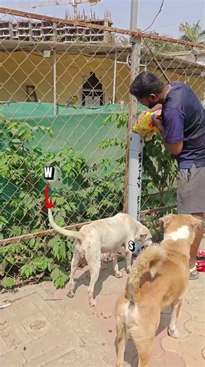 DIY Dog feeder by Gravity Pets Home #shorts #shortsfeed #stray #dog