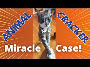 😻 CAT~ CRIPPLED with PAIN~ JUMPS after CHIROPRACTIC ADJUSTMENT! | Animal Cracker