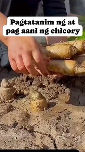 335K views · 1K reactions | Ang pagtatanim at pag aani ng chicory plant #chicory #vegetables #planting #harvest #informativereels | Things around blogs | Facebook