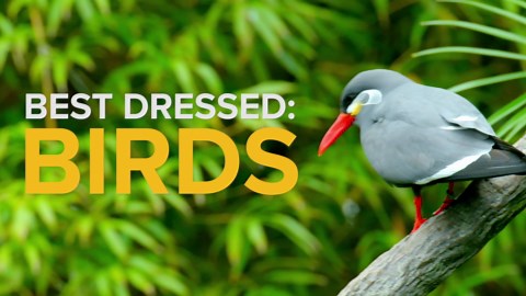 Can a bird pull off a mustache? | Inca Terns, Flamingos & Peacocks | Love Nature