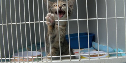 Grand opening to be held for low cost spay-neuter clinic