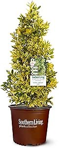 2 Gallon Southern Living Plant Collection Holly Golden Oakland Shrub