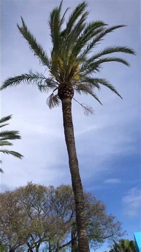 Walk with Me 🌴 #walkwithme #хоббивдвижении #ходьбасомной