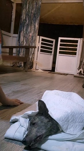 Stumpy had a massive seizure late afternoon. By 8:30, she was comatose.. I said my goobye. I told her many times how much I love her. I told her I am sorry I only have limited time to spend with her as I have lots to care for. She will not let go. She just kept on breathing with eyes half closed, mouth partly open. Oh pain, pain almost tangible... #dog ##dogs #doggo #rescue #dogrescue #rescuedog #doglover #animals #animallover #animalwelfare ##dogsofinstagram #dogstagram #dogsofinsta #dogsofface