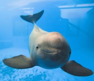 Porpoise - Alchetron, The Free Social Encyclopedia