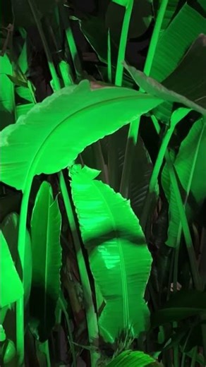 Color-Changing Solar Spotlights for Your Yard 🌈