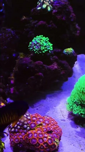 Reef update! The Red Sea Max Peninsula is 5 months old! #reef #saltwateraquarium #reefbuilders