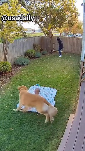 Hero golden retriever just caught a lady kidnapper #ai #creativeai #aireels #goldenretriever #fb | USA DAILY