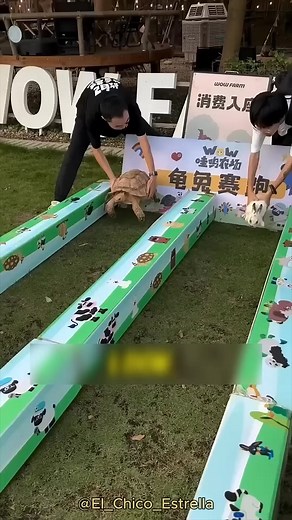 Carrera de CONEJO vs TORTUGA 😯👏 | Muñec Gamer