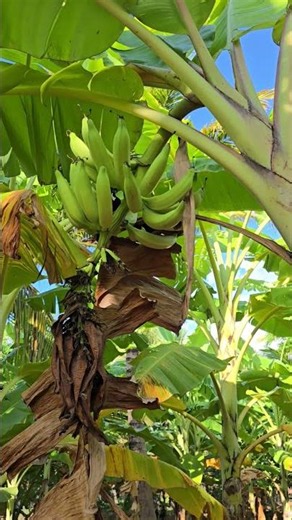 Beautiful Indoor Plants That Purify Air #garden #gardening