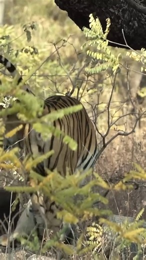 The Tiger Queen of Taru, an ultimate huntress | Shadab Idri ៚