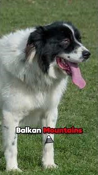Top 5 Ultimate Livestock Guardian Dogs