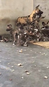 77K views · 3.6K reactions | That's a lot of squeaky painted dog pups. | Cincinnati Zoo & Botanical Garden | Facebook