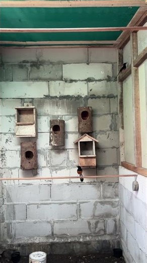 Tips and tricks for matching the magpie robin using the colony/polygamy system