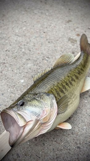 Big Largemouth Bass finished up! #largemouth #largemouthbass #bass #bassfishing #fishing | Living Water Fish Replicas