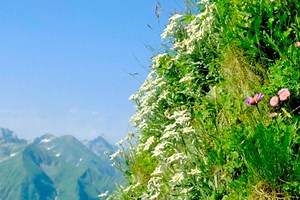 『Edelweiss（エーデルワイス）』の歌詞（和訳あり）で英語の勉強【サウンド・オブ・ミュージック】