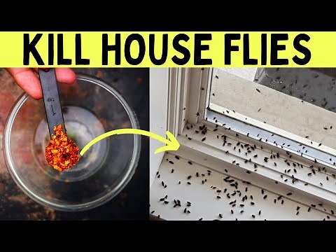 How to get rid of house flies naturally quickly outside with white vinegar spray