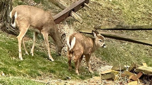 Unusual miniature white-tailed deer seen running with other ‘misfit’ deer in Pennsylvania