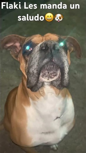 “The Boxer Side Eye🤩| La mirada de reojo del boxer.” #perros #petshub #miradacanina