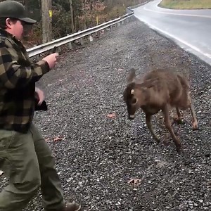 1.5M views · 4.1K reactions | You don't want to be in the firing line of these charging animals  | UNILAD | Facebook