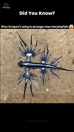This Tiny Sea Creature Is Deadlier Than a Jellyfish! 😱🌊 #bluedragon #oceanfacts #deadlycreatures