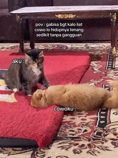 😭 #kucing #kucinglucu #meme | Kucing TikTok