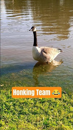 Honking Canada Goose 🎶 | Goose Calls by the River | Wildlife 4K