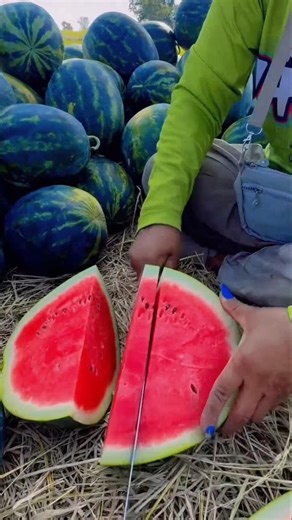 I ate watermelon and it was very sweet.🍉 #watermelon #fruit #sweet #satisfying