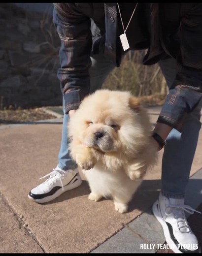 Chow Chow Rolly Teacup Puppies for Adoption