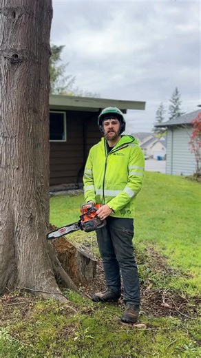 89K views · 1.1K reactions | Cutting down a good sized Cedar tree next to a house with the new Husqvarna battery saw. This saw is awesome! It doesn’t stall at all when you push on it like the old one does. Using Oregon Speedcut nano bar and chain from sappysupplies.com | Jacob Rogers | Facebook