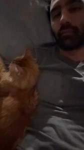 Bathroom break request: denied by cat law. Every cat parent knows this law 😹 #catdad #catlovers #cats #catparents #pethumor | Javie and Mr. Kermit