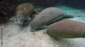 Endangered Florida Manatees (Trichechus manatus latirostris) play and swim in Three Sister's Springs (Crystal River, Florida, USA). Warm spring provides refuge from hypothermia in winter months.