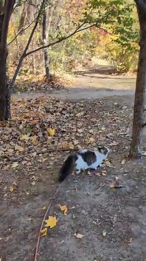 munchkin cat ..jumping
