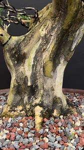 Brazilian Rain Tree in training since earlier this year ! Some branches left long to thicken | Wigert's Bonsai Nursery