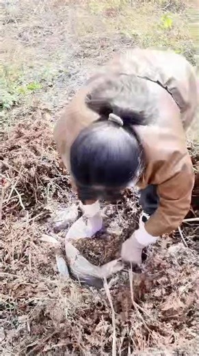 Ginger Storage Guide! Don't Throw Away Digged Roots—Use Them This Way!