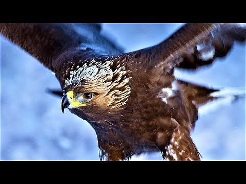 20 Largest Birds of Prey