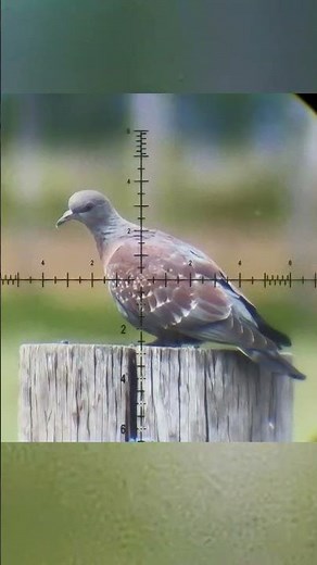 😱Unbelievable: 👉Arrow Airgun Shoots Down a Bird with an Arrow!
