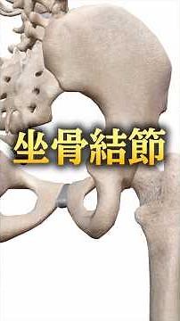Palpation technique for the ischial tuberosity: Identifying seated pressure #Pilates