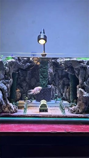 Xiaobai's Wild Swim in the Fish Tank! 🐠💦 First-Time Attempt