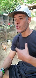 10K views · 581 reactions | Puede una gallina que no es cocola dar hijos cocolos ella siendo hija de uno? | La chalala tv 2.0 | Facebook