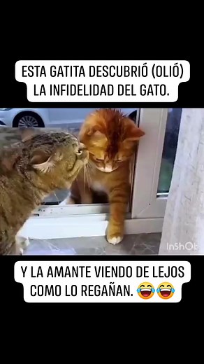 4.3M views · 194K reactions | El verdadero "Gata rompe hogares"  | La mejor adicción es el Anime | Facebook