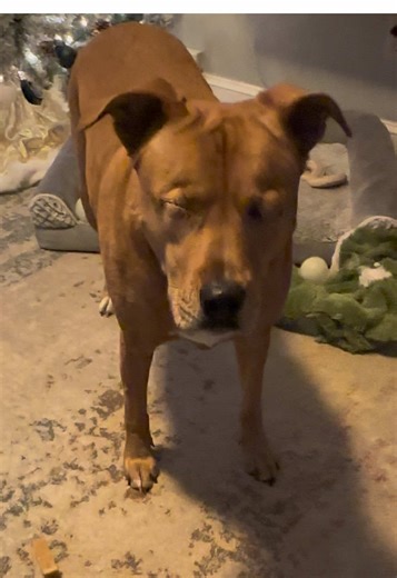 Tried the Viral Silent Dance with Eva and Her Yak Chew