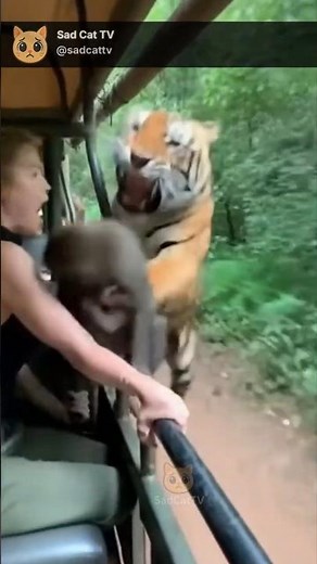 Tiger Tries to Grab Monkey on Moving Vehicle... Monkey Hugs Woman Tight!