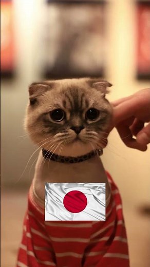 World most popular cat breeds