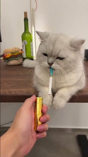 Cats Craving Cigarettes? A Hilarious Smoking Cat Story